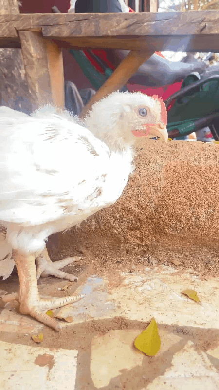 nous avons plusieurs varietes de volaille poulet race locale,Chair,Brahma,Bleu d holland,poussins,dindons,pigeon etc..